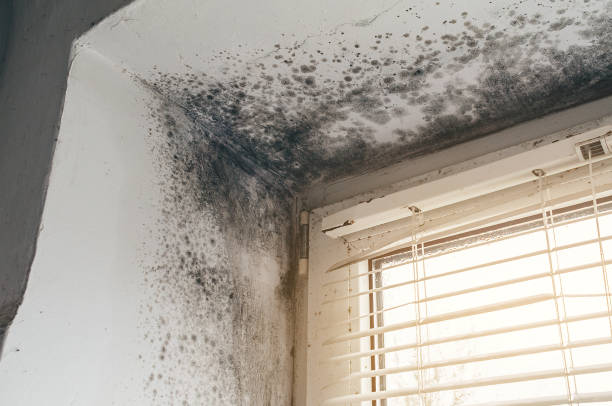 Affordable Black Mold Removal solutions in Barco, NC